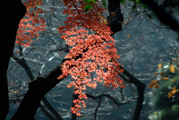 "Geisha Blush" -   Japanese Maple Tree Shinjuku, Tokyo