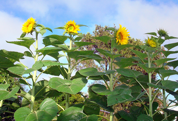 Lalo's Sunflowers (my boy planted these!)