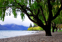 Big talking tree at Lake Wakatipu, Queenstown New Zealand