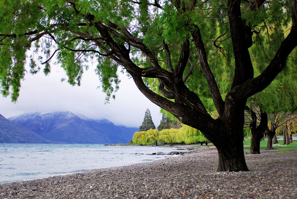 Big talking tree at Lake Wakatipu, Queenstown New Zealand
