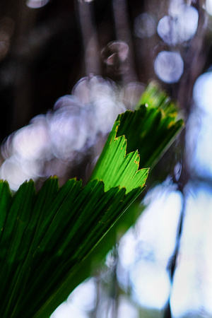 Beautiful fern in Cairns