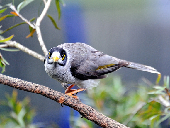 Australian Minor Bird