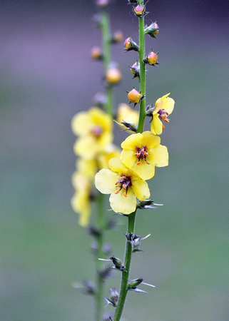 Australian Wildflower