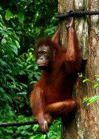 Borneo 2006