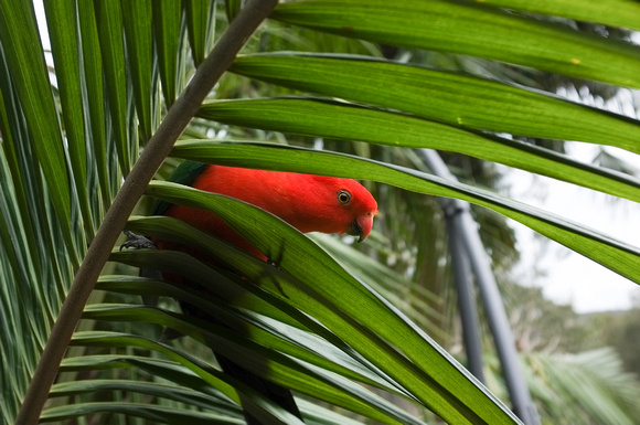 Our King Parrot