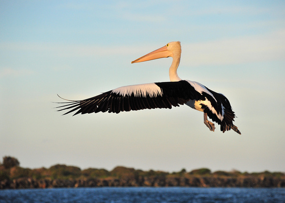 Pelican in Forster