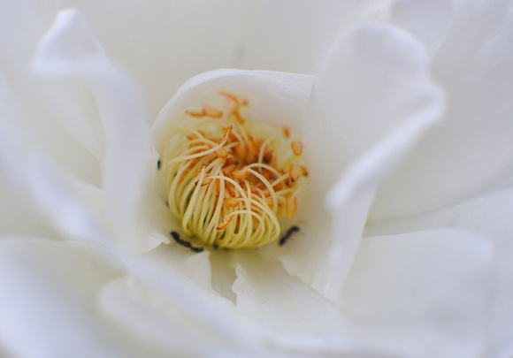 Flower Closeup